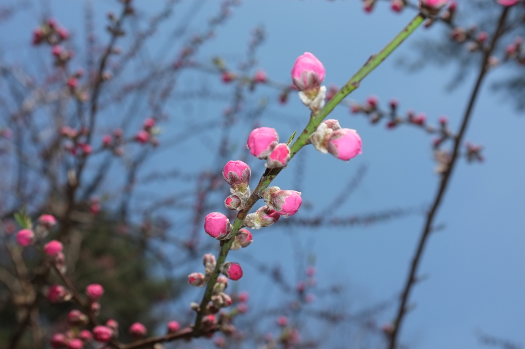 蕾