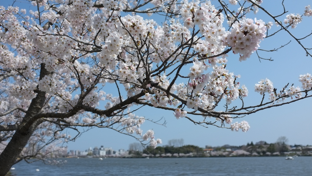 桜越しに！