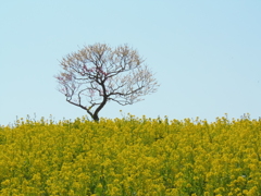 菜の花に梅