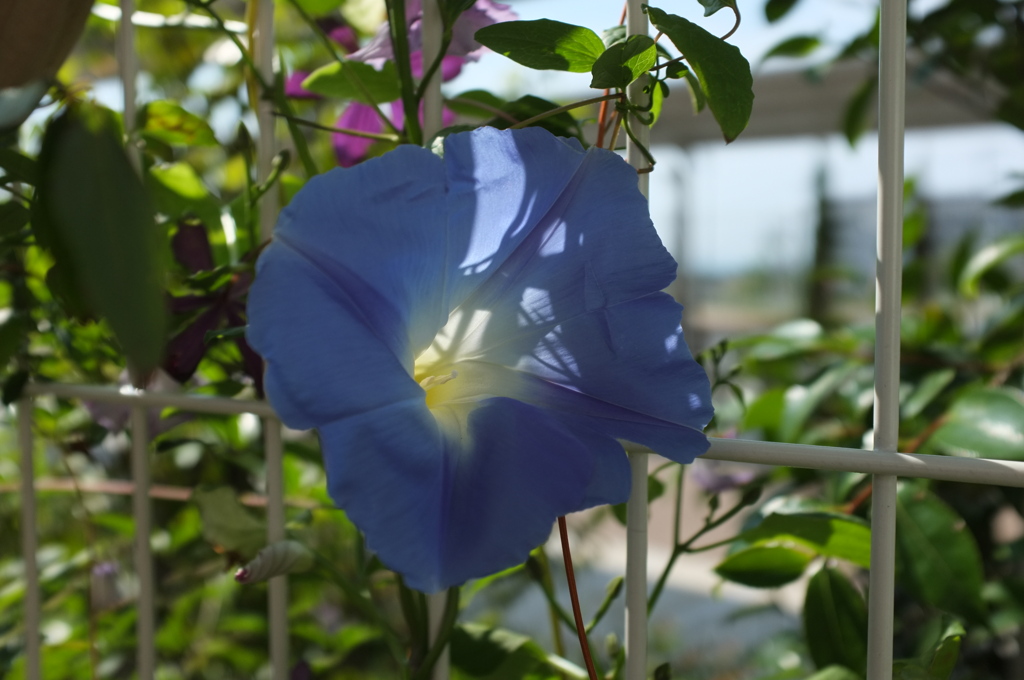 天上の蒼