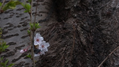 桜の木肌で！