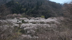 山里に桜