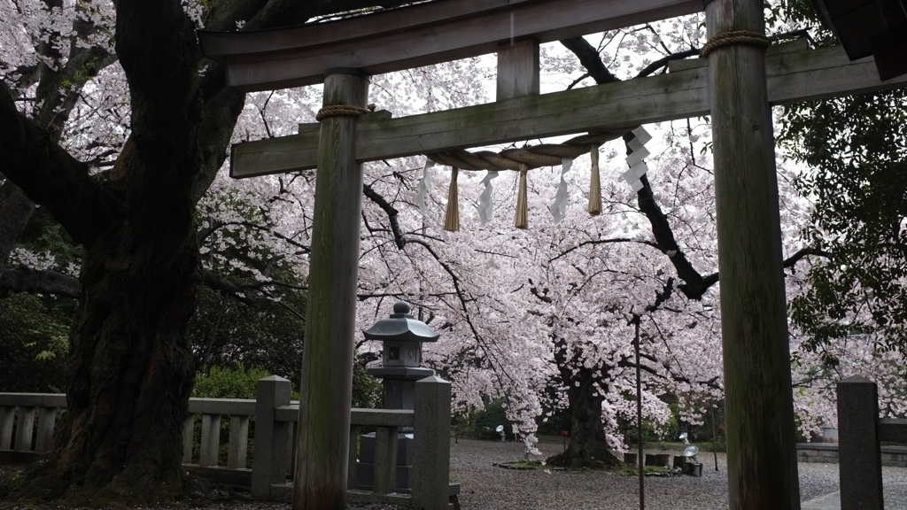 櫻は神社で！