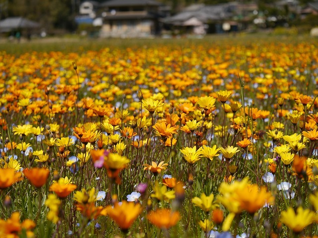 花畑