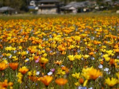 花畑
