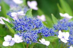 満開の紫陽花