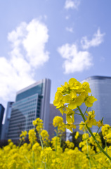 都心の菜の花