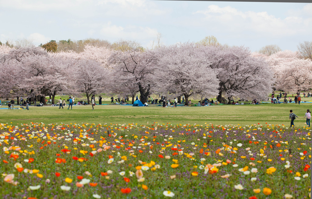 昭和記念公園⑦