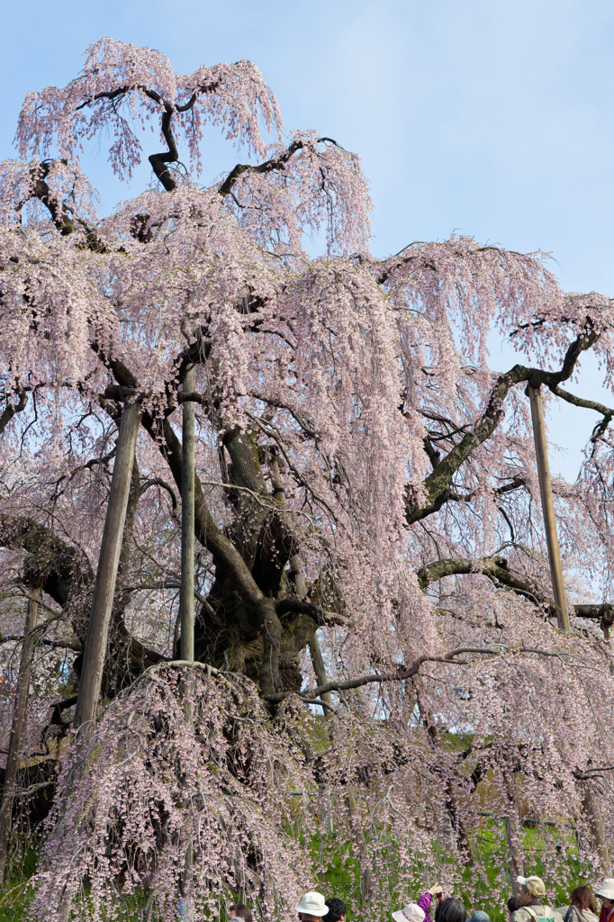 三春滝桜