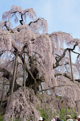 三春滝桜
