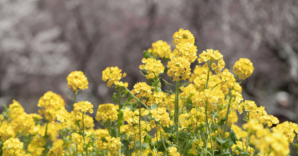 菜の花