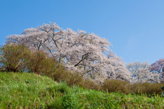 三春　滝桜奥