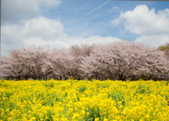 昭和記念公園⑧