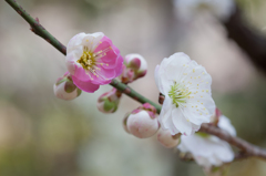 百草園にて