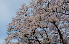 三春　滝桜周辺の桜