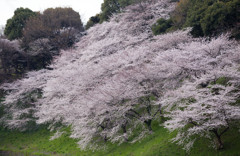 千鳥が淵