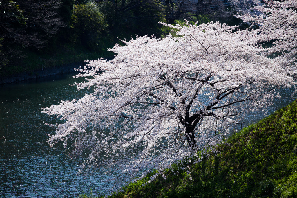 千鳥が淵