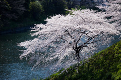 千鳥が淵