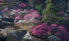 青梅梅林