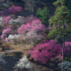 青梅梅林