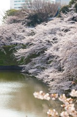 千鳥が淵