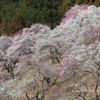 IMG_5650-4