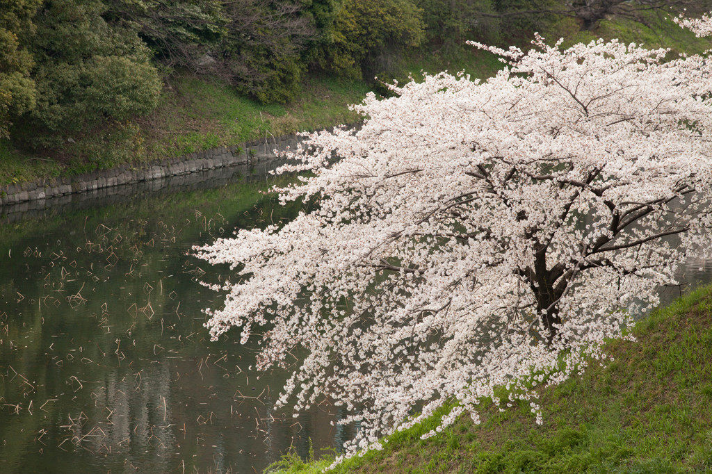 千鳥が淵