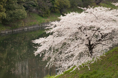 千鳥が淵