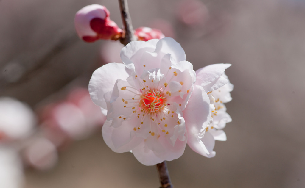 梅
