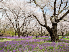 昭和記念公園