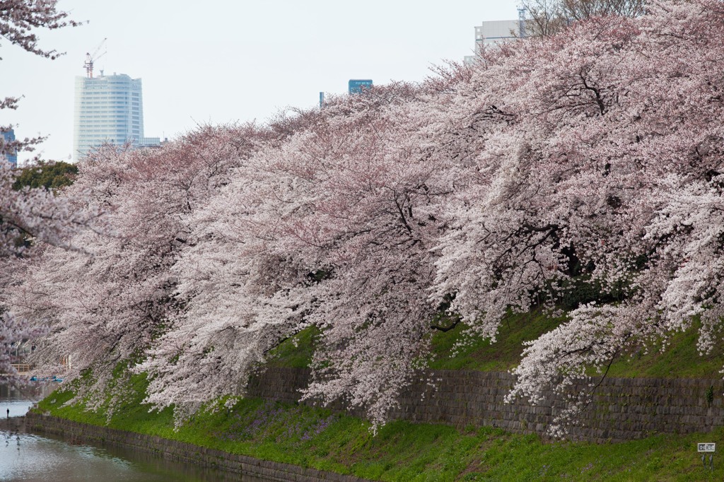 千鳥が淵