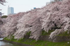 千鳥が淵