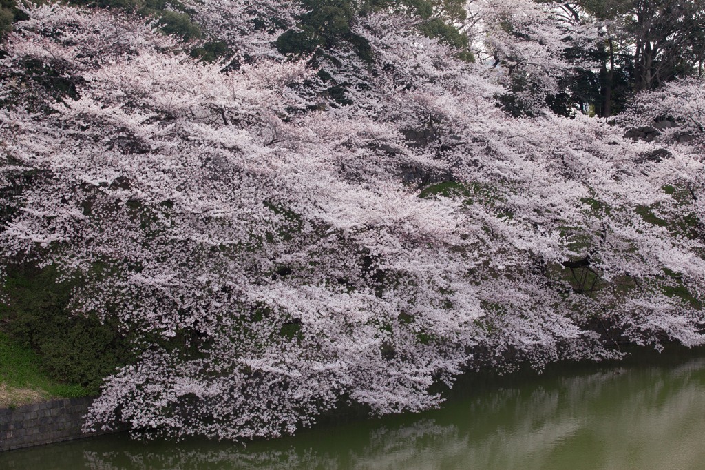 千鳥が淵