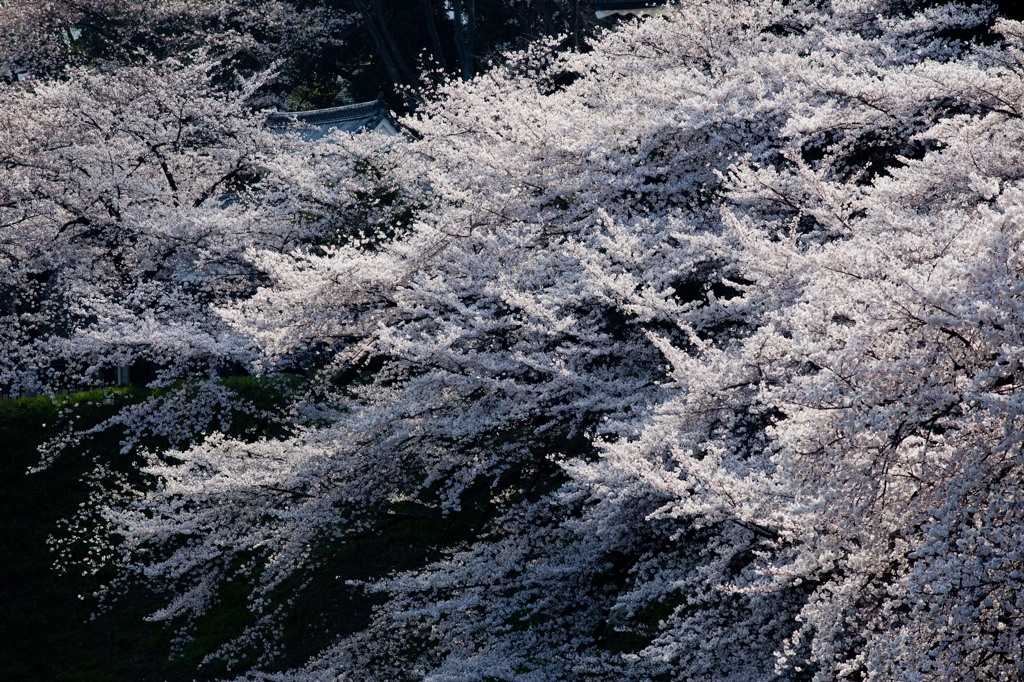 千鳥が淵