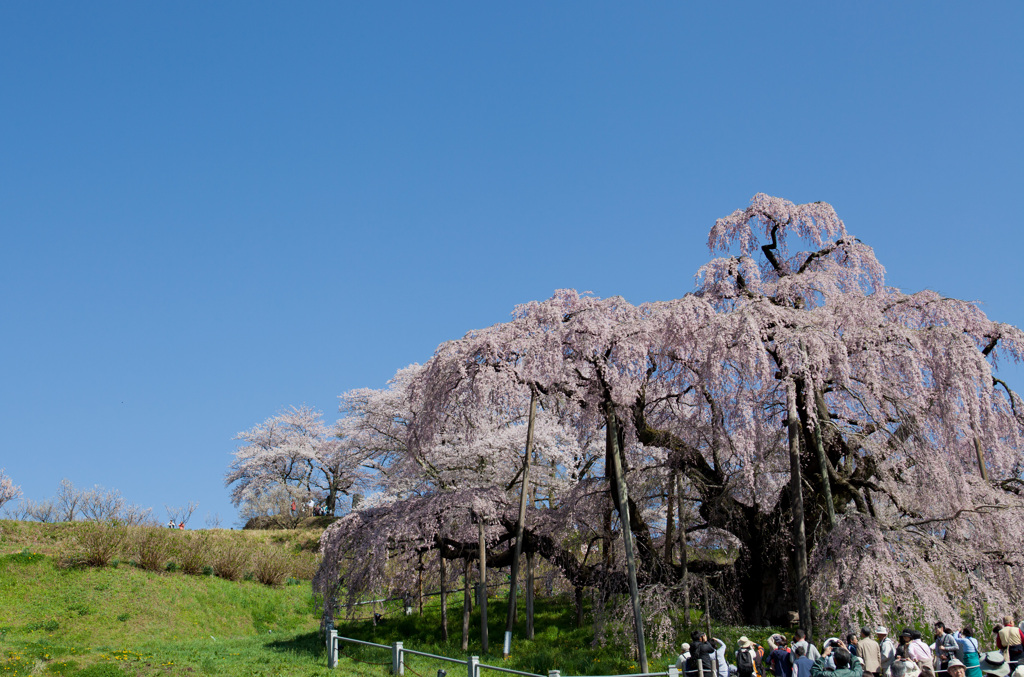 三春滝桜