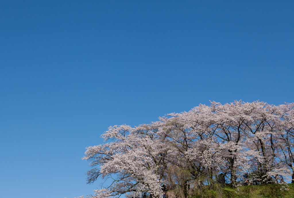 春の青空（笑）