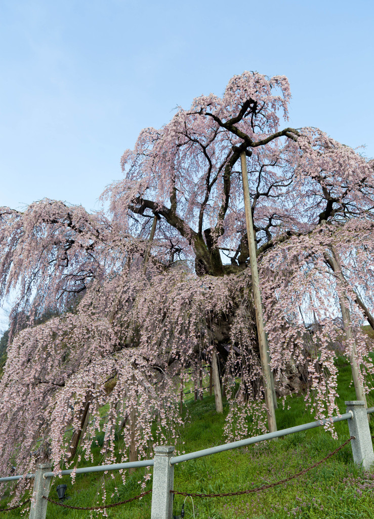 三春滝桜