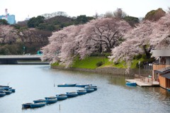 千鳥が淵