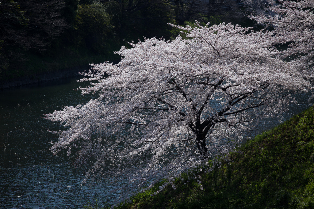 千鳥が淵
