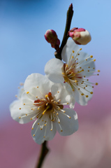 20120315-DSC04062