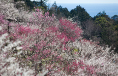 湯河原から相模湾