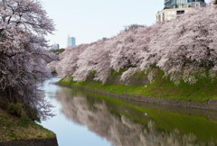千鳥が淵