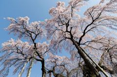 三春滝桜