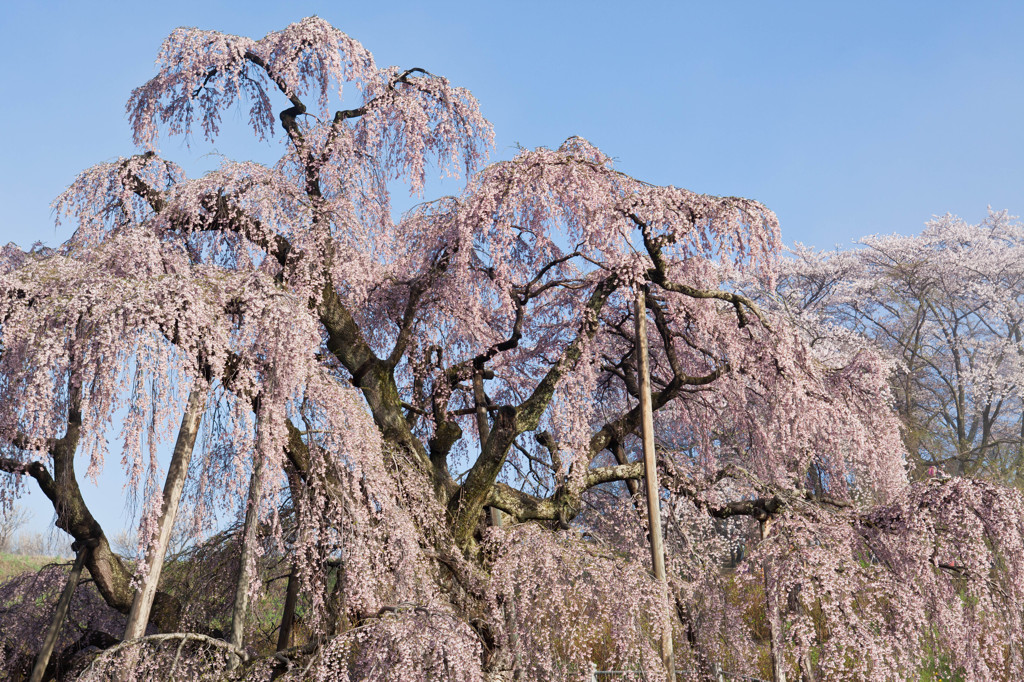 三春滝桜