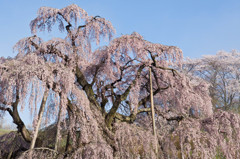 三春滝桜