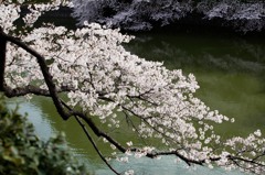 千鳥が淵