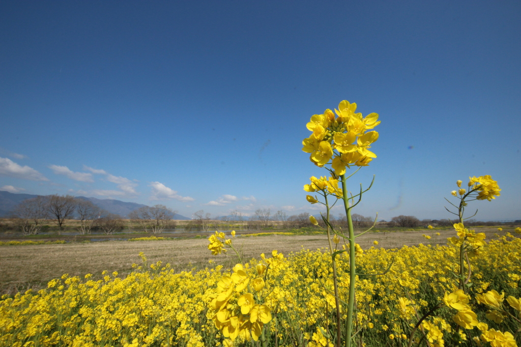 春～揖斐川～養老・伊吹山