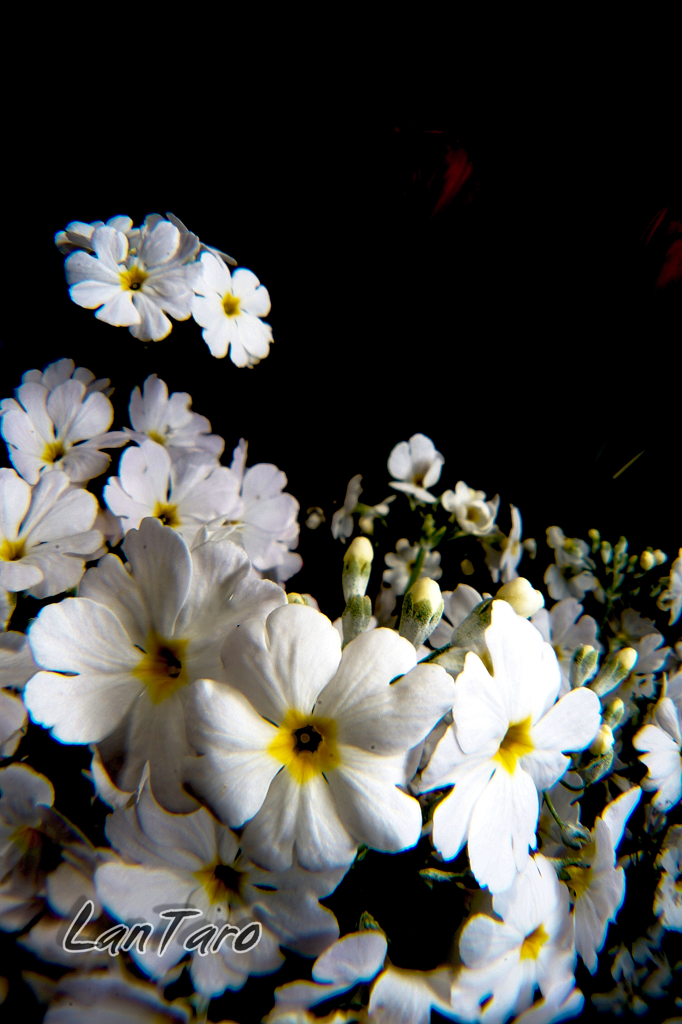 芝桜？