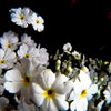 芝桜？