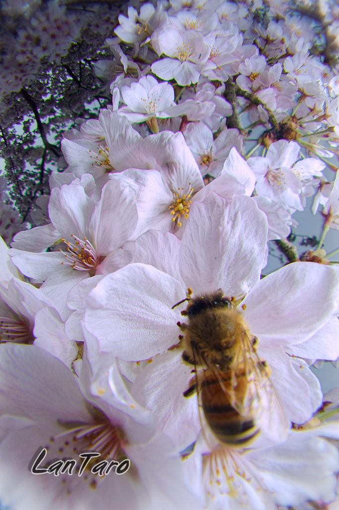 桜に恋した蜜蜂